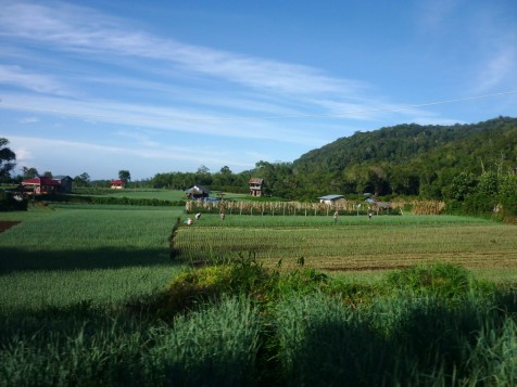 Veg farms, Berastagi