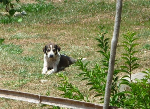 ... a dog sunbathing, ...