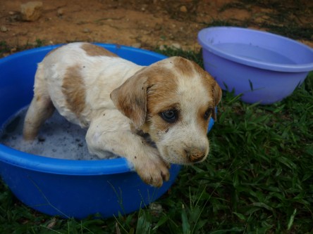 "Get me outta here!" Gave d pups a bath coz they had  fleas